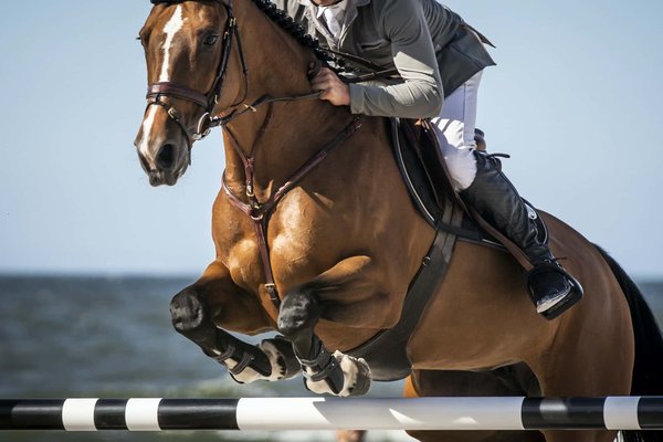Chute de cheval avec et sans gilet airbag : quelles implications ?